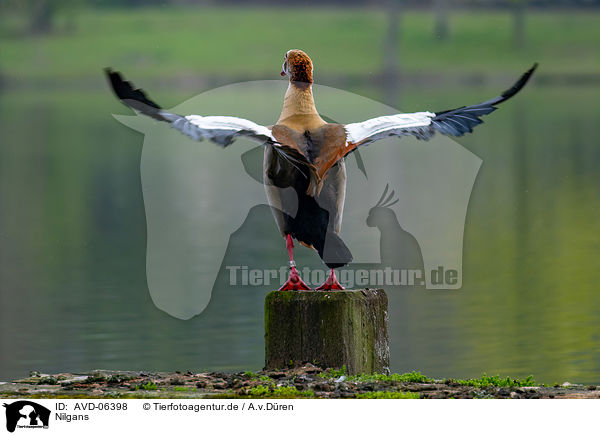 Nilgans / AVD-06398