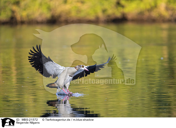 fliegende Nilgans / MBS-21572