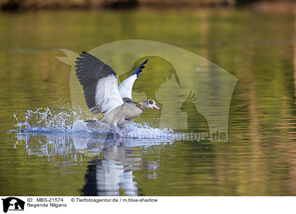 fliegende Nilgans / MBS-21574