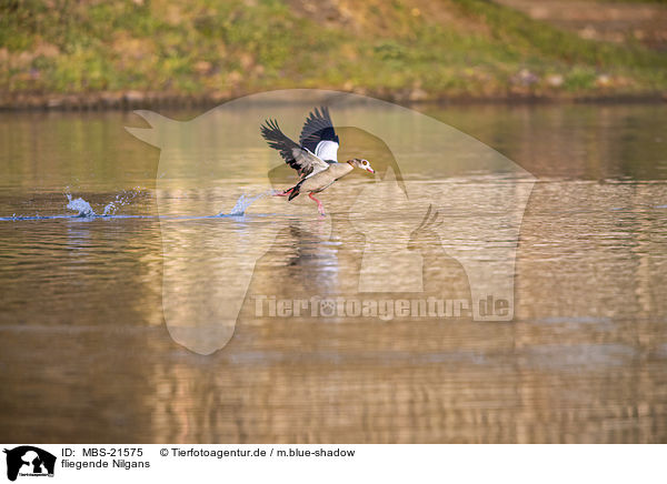 fliegende Nilgans / MBS-21575