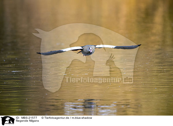 fliegende Nilgans / MBS-21577