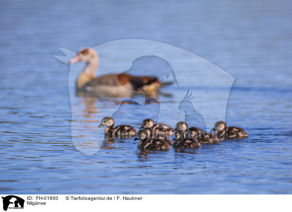 Nilgnse / Egyptian Goose / FH-01600