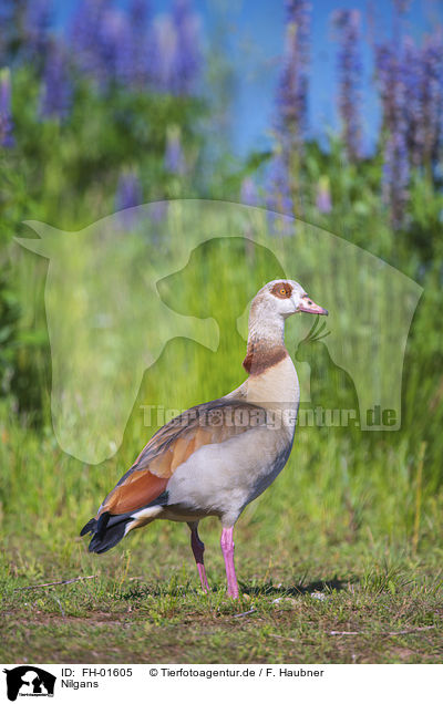 Nilgans / Egyptian Goose / FH-01605