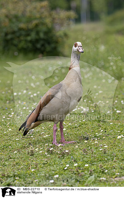stehende Nilgans / standing Egyptian Goose / MBS-22710