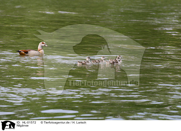 Nilgnse / Egyptian geese / HL-01572