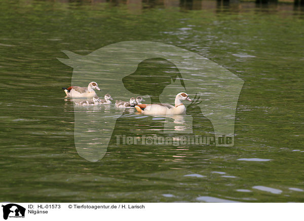 Nilgnse / Egyptian geese / HL-01573