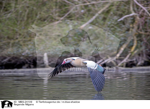 fliegende Nilgans / flying Egyptian goose / MBS-24109