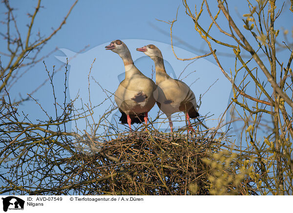 Nilgans / Egyptian goose / AVD-07549