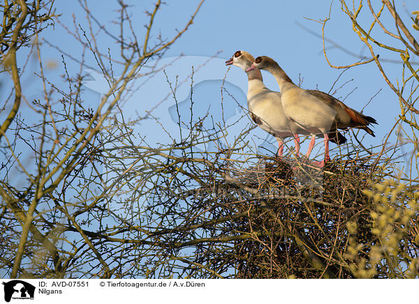 Nilgans / Egyptian goose / AVD-07551