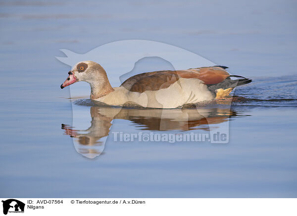 Nilgans / Egyptian goose / AVD-07564