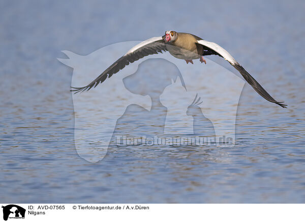 Nilgans / AVD-07565