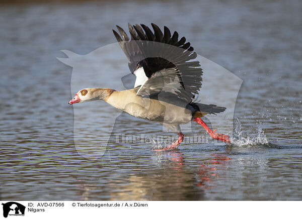 Nilgans / AVD-07566