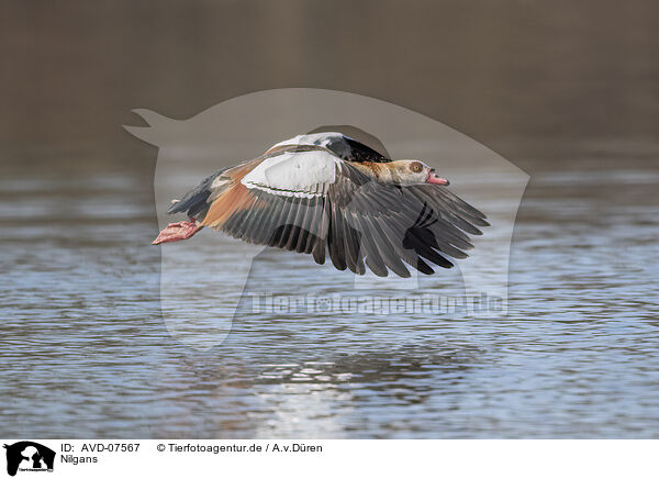 Nilgans / Egyptian goose / AVD-07567