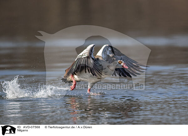 Nilgans / AVD-07568