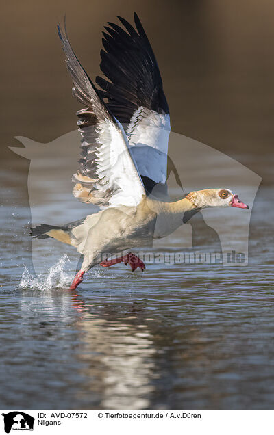 Nilgans / AVD-07572