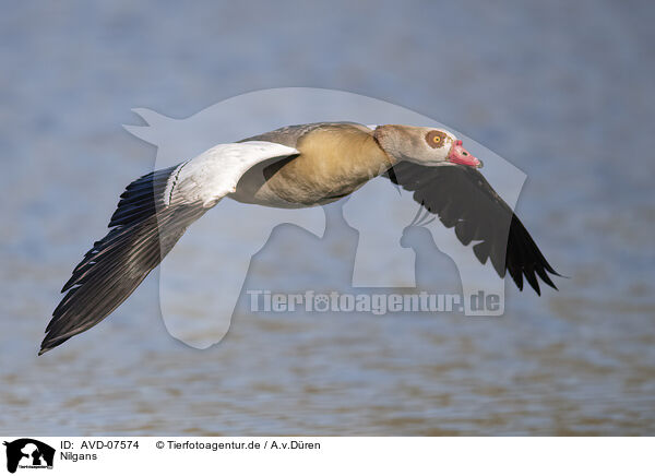 Nilgans / Egyptian goose / AVD-07574