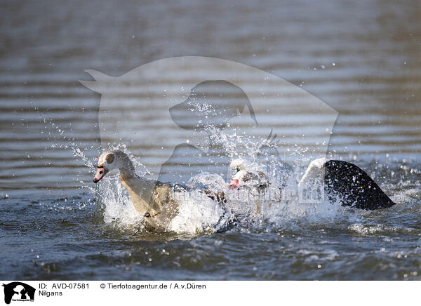 Nilgans / Egyptian goose / AVD-07581