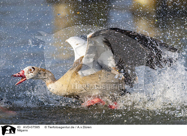 Nilgans / Egyptian goose / AVD-07585