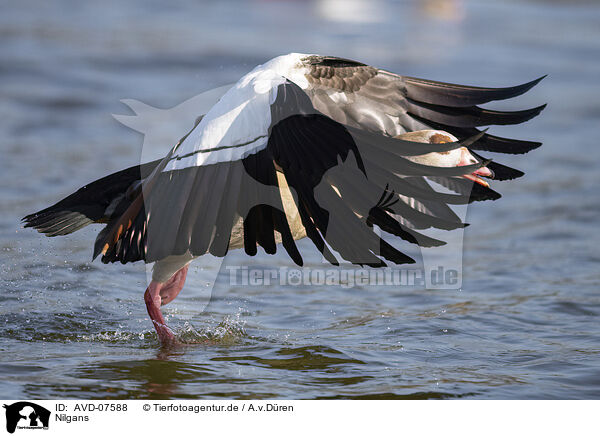 Nilgans / Egyptian goose / AVD-07588