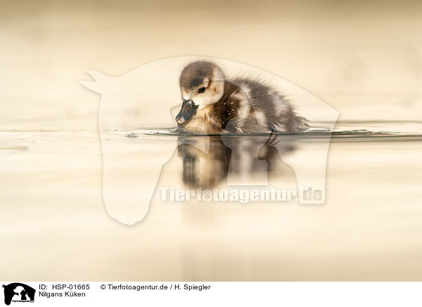 Nilgans Kken / Egyptian goose chick / HSP-01665