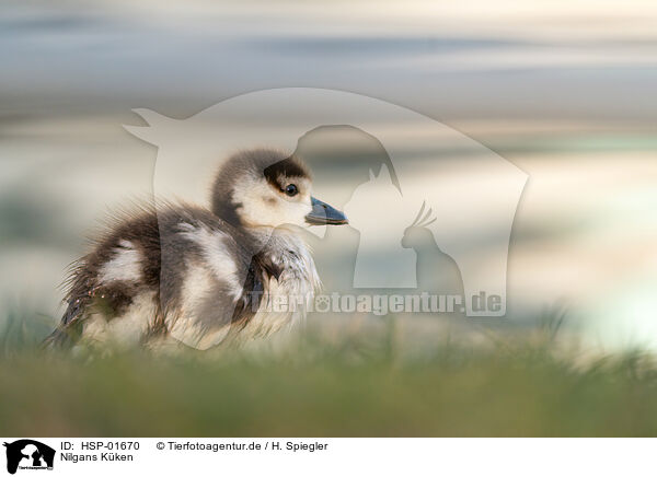 Nilgans Kken / Egyptian goose chick / HSP-01670