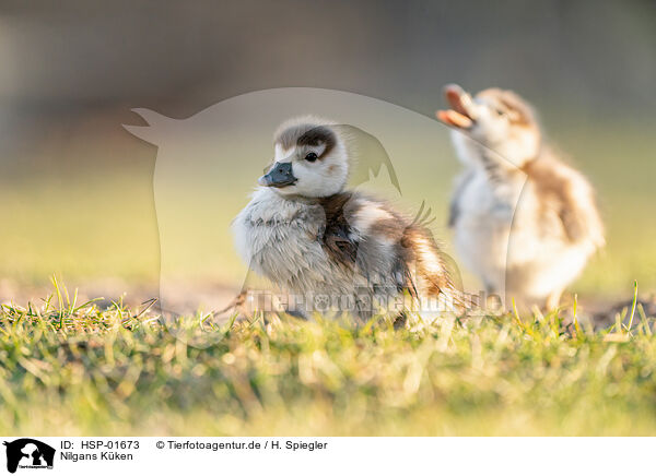 Nilgans Kken / Egyptian goose chicks / HSP-01673