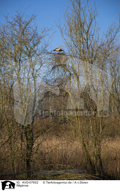 Nilgnse / Egyptian geese / AVD-07602