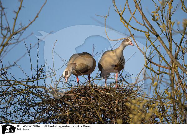 Nilgnse / Egyptian geese / AVD-07604