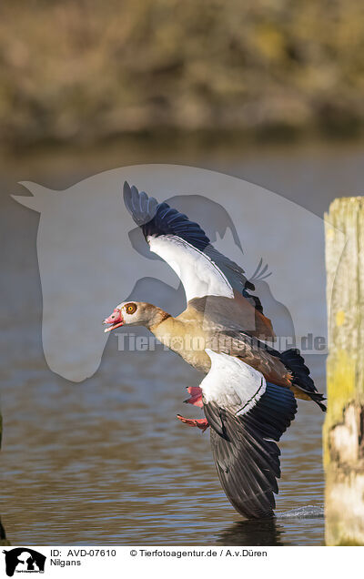 Nilgans / AVD-07610