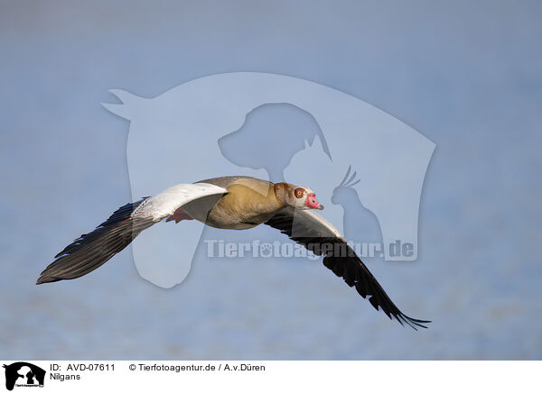 Nilgans / AVD-07611