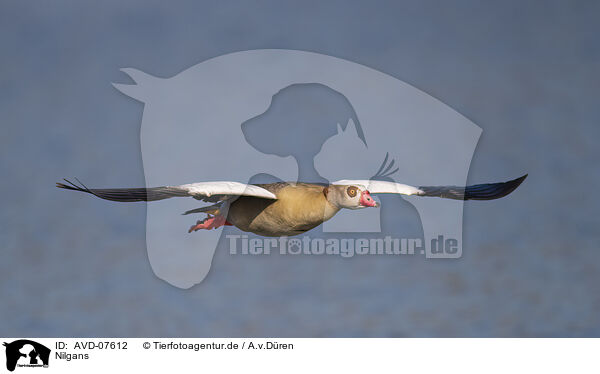 Nilgans / AVD-07612