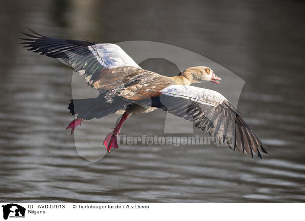 Nilgans / Egyptian goose / AVD-07613