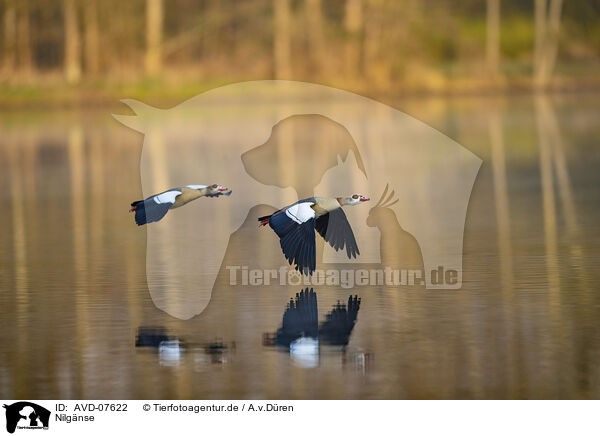 Nilgnse / Egyptian geese / AVD-07622