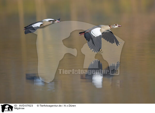 Nilgnse / Egyptian geese / AVD-07623