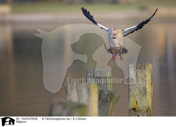 Nilgans / Egyptian goose / AVD-07628