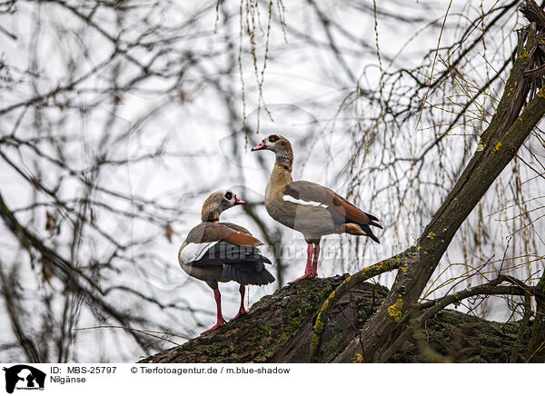 Nilgnse / Egyptian geese / MBS-25797
