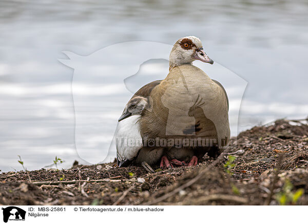 Nilgnse / Egyptian geese / MBS-25861