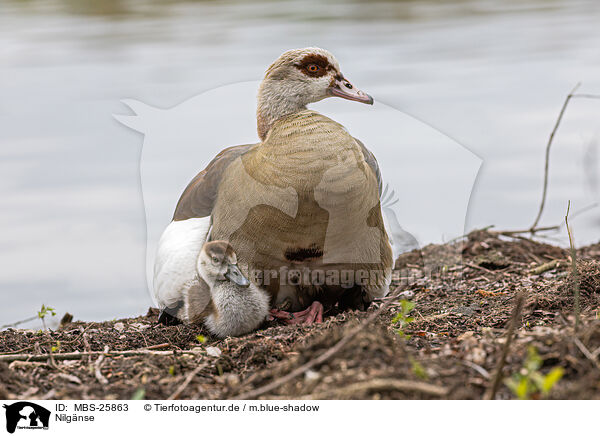 Nilgnse / Egyptian geese / MBS-25863