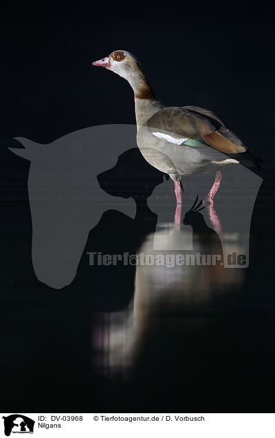 Nilgans / Egyptian goose / DV-03968