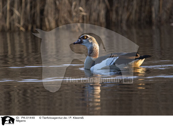 Nilgans / Egyptian goose / PK-01448