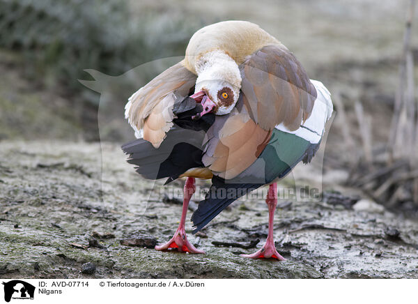 Nilgans / Egyptian goose / AVD-07714