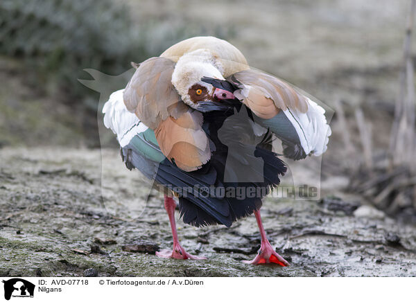 Nilgans / Egyptian goose / AVD-07718