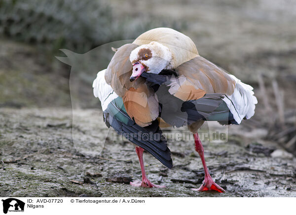 Nilgans / Egyptian goose / AVD-07720