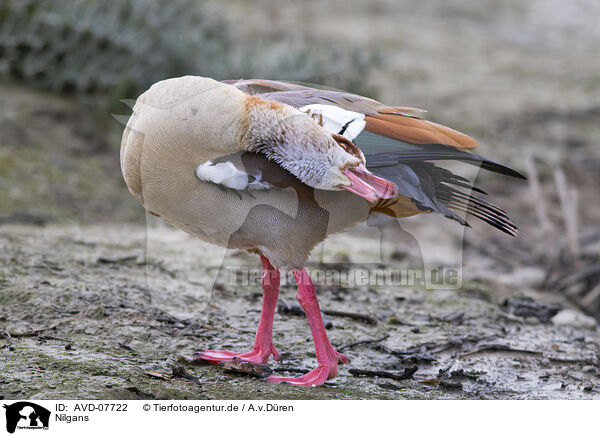 Nilgans / Egyptian goose / AVD-07722