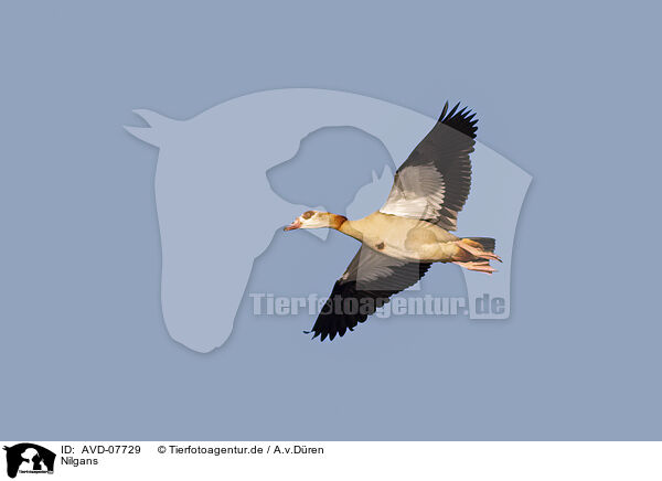 Nilgans / Egyptian goose / AVD-07729