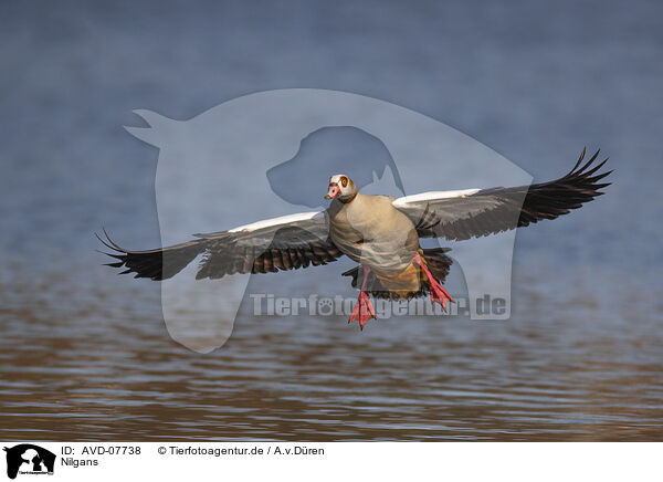 Nilgans / Egyptian goose / AVD-07738