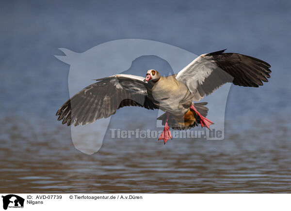 Nilgans / Egyptian goose / AVD-07739