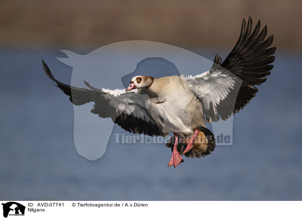 Nilgans / Egyptian goose / AVD-07741