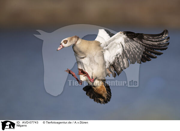 Nilgans / Egyptian goose / AVD-07743