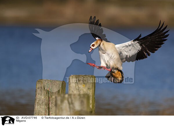 Nilgans / Egyptian goose / AVD-07746